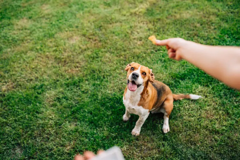 how to be a responsible pet owner