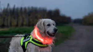 winter care for dogs - reflective collar