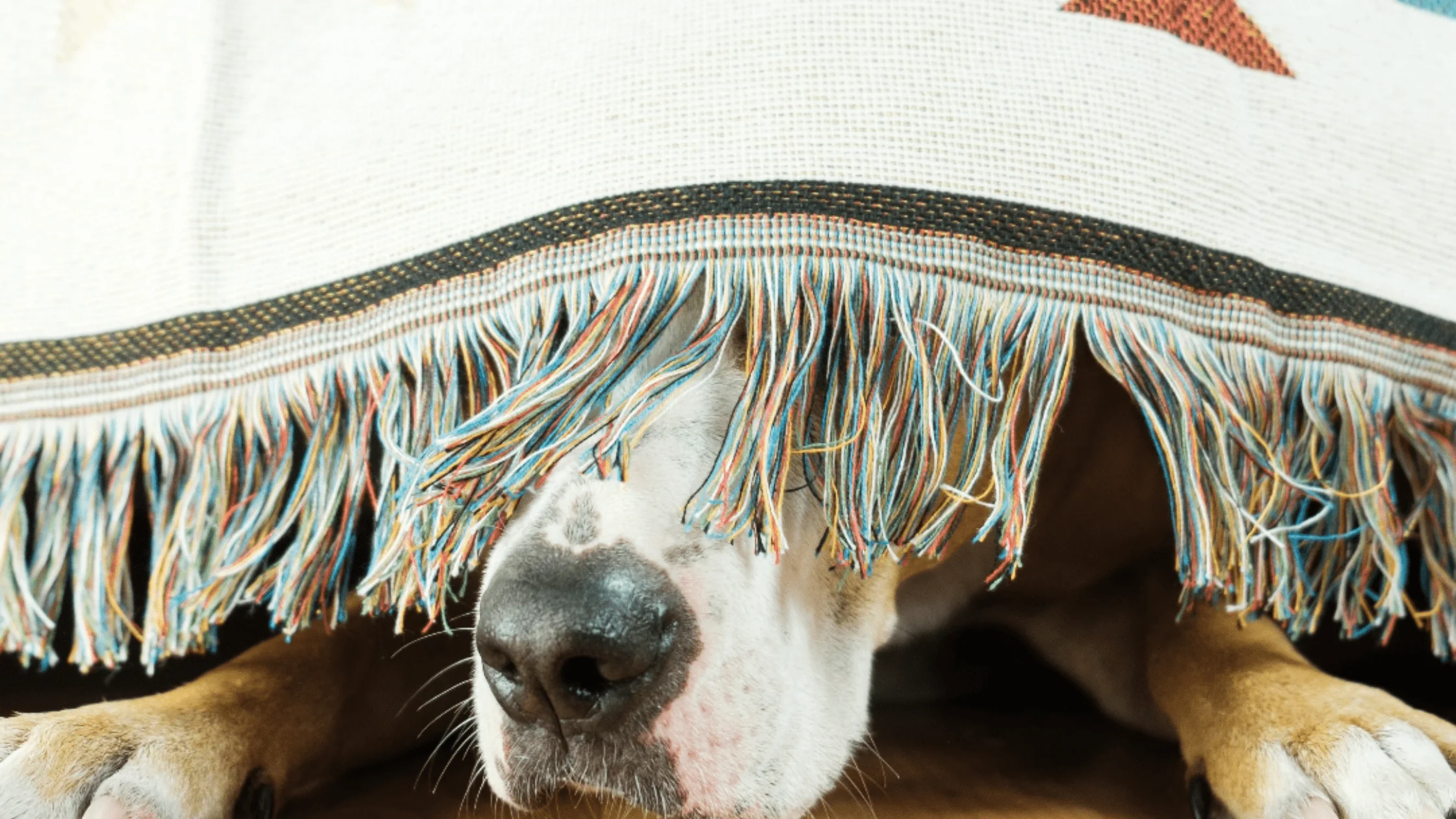 dog hiding under blanket