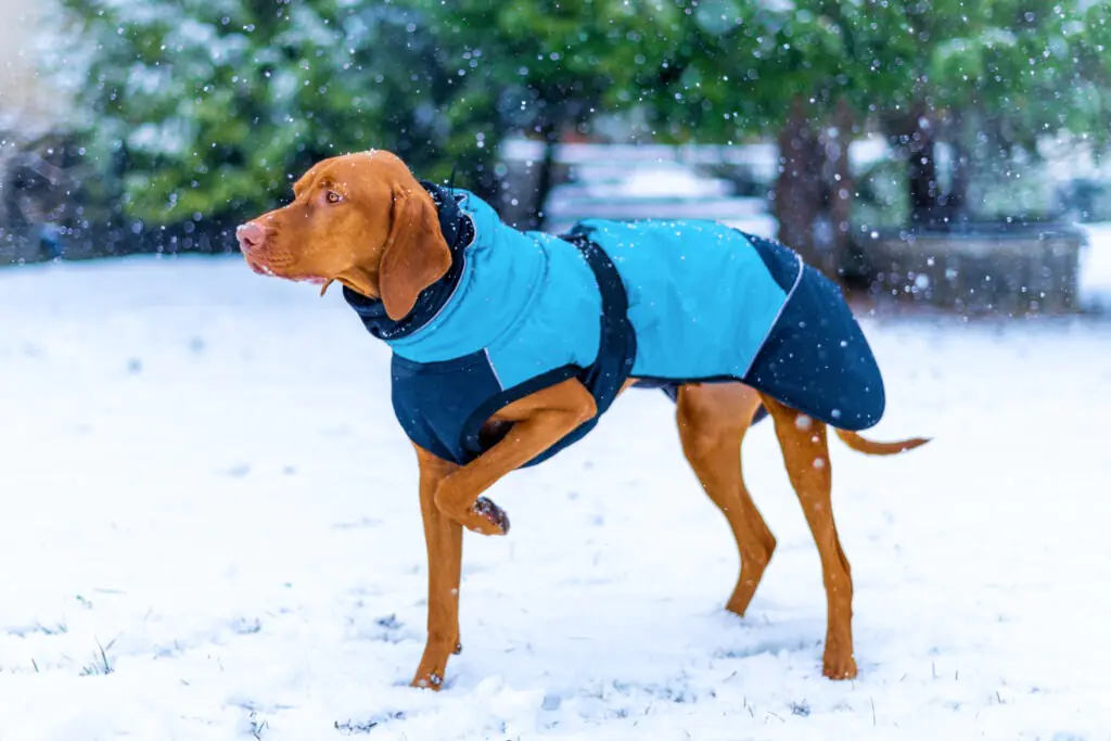 winter coat for dog