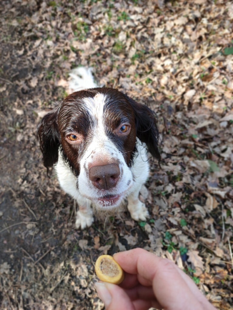 how to be a responsible pet owner