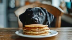 pancakes for dogs