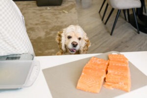 dog-friendly fish and chips