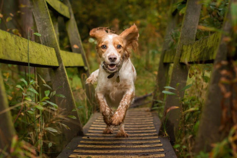 Spring dog walking locations UK