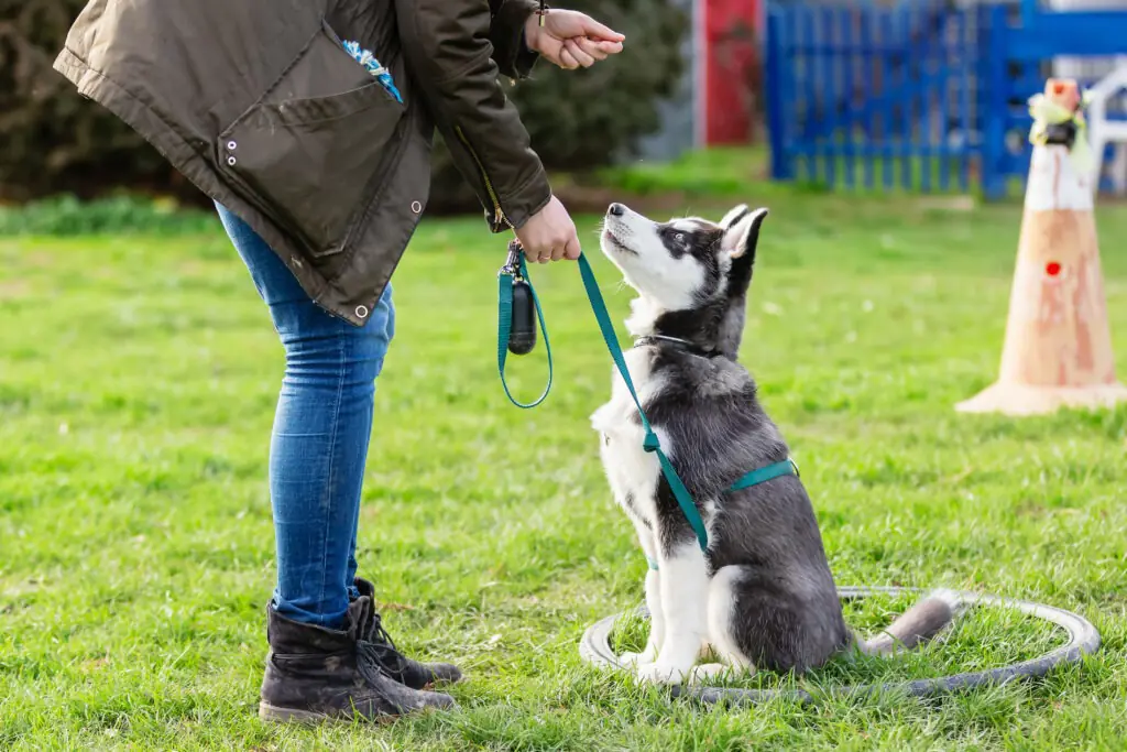 Dog Training