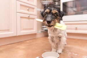 Homemade picnic treats for dogs