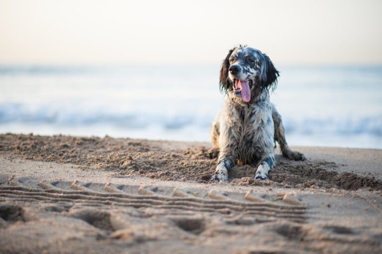 Beach Day