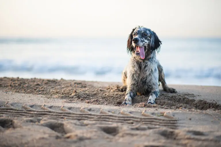 Beach Day
