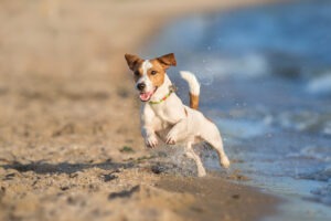 Beach Day