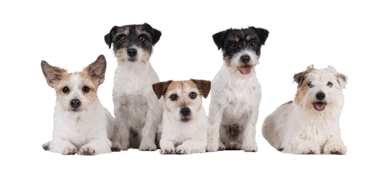 Train a dog