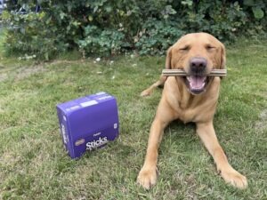 Travelling with your dog