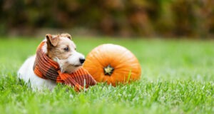 Pumpkin for dogs