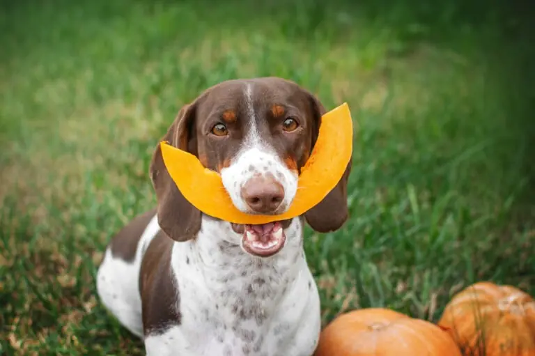 Pumpkin