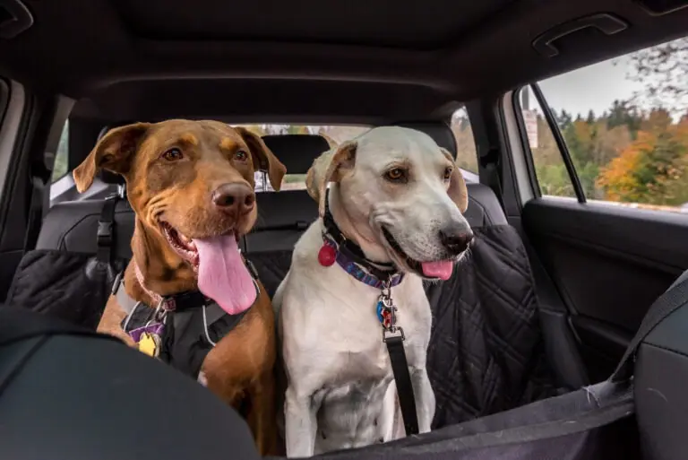 Travelling with your dog