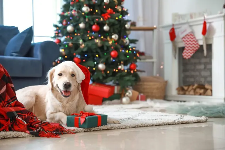 Safe festive foods for dogs