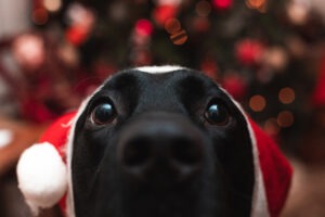 Festive foods for dogs
Christmas tree