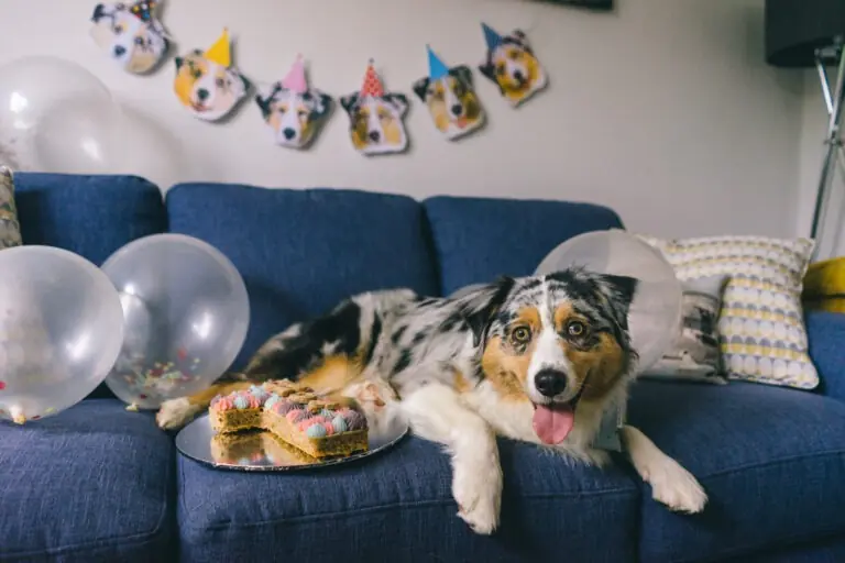 Gotcha day