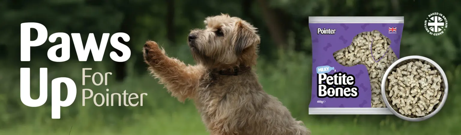 Paws up for Pointer
