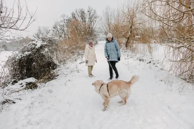 Winter walks with your pup