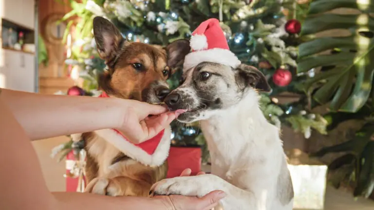 Christmas gift guide for dogs