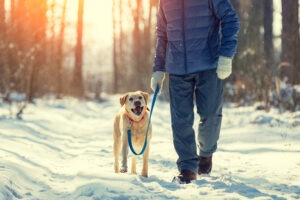 Winter walks with your pup